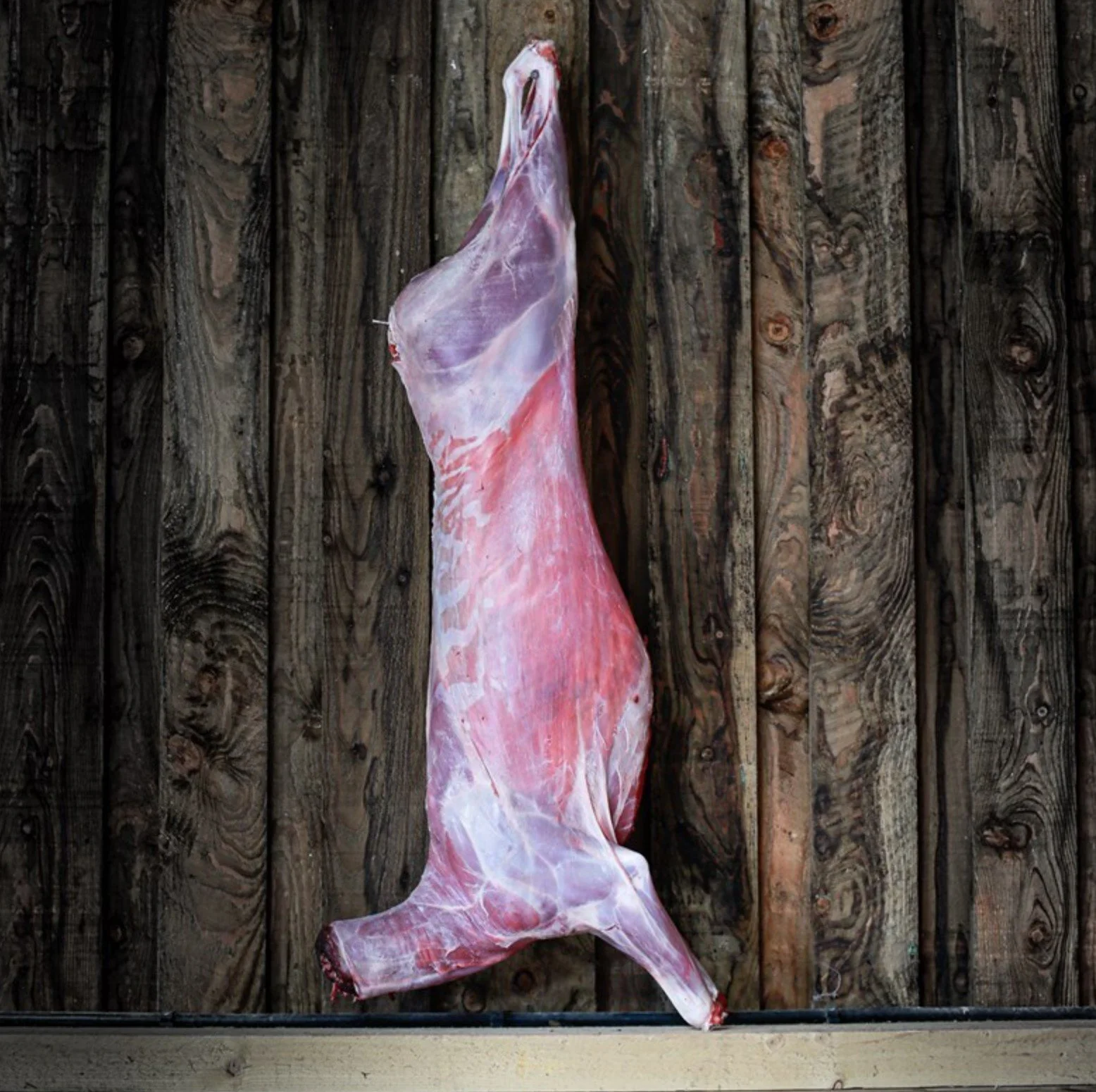 whole+deer.jpg